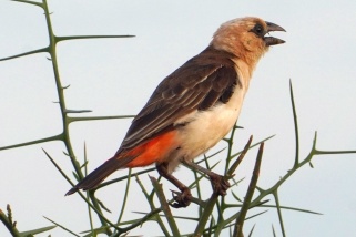 Dinemellia dinemelli - Starweber (Weißkopf-Viehweber)